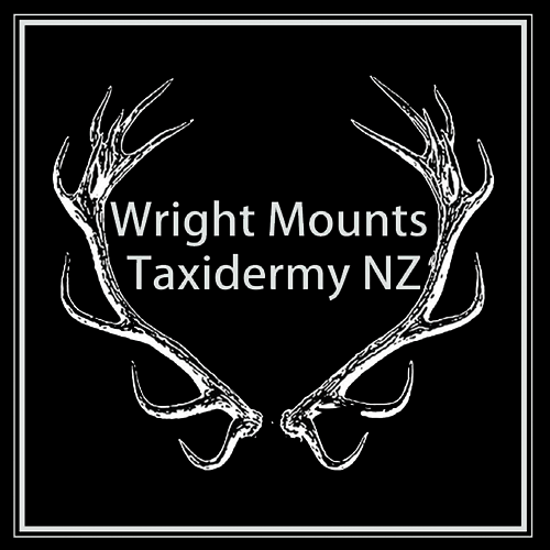 Wright Mounts Taxidermy NZ